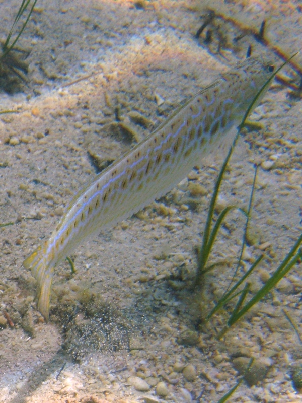 Trachinus draco (Linneo, 1758)